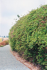 Hall's Japanese Honeysuckle (Lonicera japonica 'Halliana') at Green Thumb Garden Centre