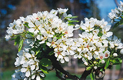 Ure Pear (Pyrus 'Ure') at Golden Acre Home & Garden