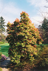 Valley Fire Japanese Pieris (Pieris japonica 'Valley Fire') at Lakeshore Garden Centres
