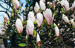 Lilliputian Saucer Magnolia (Magnolia x soulangeana 'Lilliputian') at Lakeshore Garden Centres