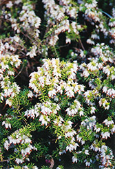 Golden Starlet Heath (Erica carnea 'Golden Starlet') at Lakeshore Garden Centres