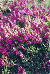 Porter's Red Heath (Erica carnea 'Porter's Red') at Lakeshore Garden Centres