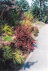 Crimson Velvet Japanese Barberry (Berberis thunbergii 'Crimson Velvet') at Lakeshore Garden Centres
