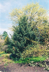 Pyramidal English Holly (Ilex aquifolium 'Pyramidalis') at Lakeshore Garden Centres
