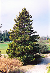 Plume Falsecypress (Chamaecyparis pisifera 'Plumosa') at Lakeshore Garden Centres