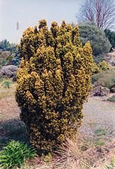 Standish Yew (Taxus baccata 'Standishii') at Lakeshore Garden Centres
