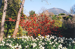 Spitfire Flowering Quince (Chaenomeles speciosa 'Spitfire') at Lakeshore Garden Centres
