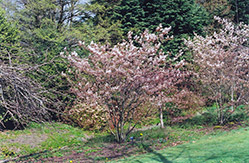 Cole's Select Serviceberry (Amelanchier x grandiflora 'Cole's Select') at Lakeshore Garden Centres
