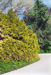 Sunshine Arborvitae (Thuja plicata 'Sunshine') at Lakeshore Garden Centres