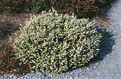 White Perfection Heath (Erica x darleyensis 'White Perfection') at Lakeshore Garden Centres