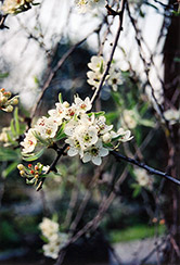 Weeping Willowleaf Pear (Pyrus salicifolia 'Pendula') at Lakeshore Garden Centres