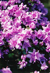 Ramapo Rhododendron (Rhododendron 'Ramapo') at Golden Acre Home & Garden