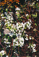 Mount Fuji Spirea (Spiraea thunbergii 'Mount Fuji') at Lakeshore Garden Centres
