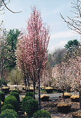 Corinthian Rose Flowering Peach (Prunus persica 'Corinthian Rose') at Lakeshore Garden Centres
