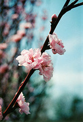 Corinthian Rose Flowering Peach (Prunus persica 'Corinthian Rose') at Lakeshore Garden Centres
