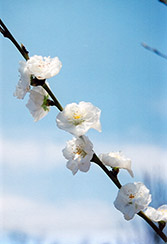 Corinthian White Flowering Peach (Prunus persica 'Corinthian White') at Lakeshore Garden Centres