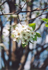 Whitehouse Ornamental Pear (Pyrus calleryana 'Whitehouse') at Lakeshore Garden Centres