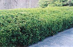 Chadwick's Yew (Taxus x media 'Chadwickii') at Lakeshore Garden Centres