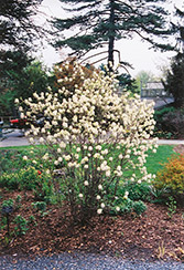 Blue Mist Fothergilla (Fothergilla gardenii 'Blue Mist') at Lakeshore Garden Centres