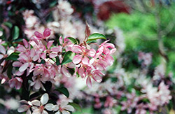 Strawberry Parfait Flowering Crab (Malus 'Strawberry Parfait') at Lakeshore Garden Centres