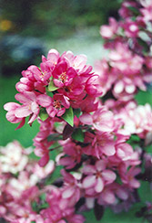 Indian Magic Flowering Crab (Malus 'Indian Magic') at Lakeshore Garden Centres