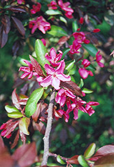 Liset Flowering Crab (Malus 'Liset') at Lakeshore Garden Centres