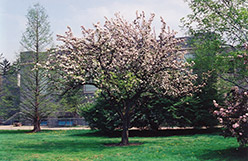 Van Eseltine Flowering Crab (Malus 'Van Eseltine') at Lakeshore Garden Centres