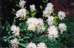 Blue Mist Fothergilla (Fothergilla gardenii 'Blue Mist') at Lakeshore Garden Centres