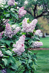 General Sherman Lilac (Syringa vulgaris 'General Sherman') at Lakeshore Garden Centres