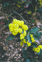 King's Ransom Oregon Grape (Mahonia 'King's Ransom') at Lakeshore Garden Centres