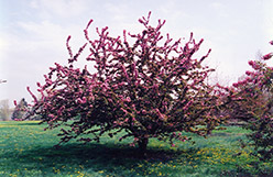 Centurion Flowering Crab (Malus 'Centurion') at Lakeshore Garden Centres