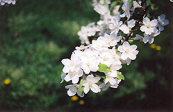 Professor Sprenger Flowering Crab (Malus 'Professor Sprenger') at Lakeshore Garden Centres