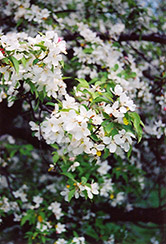 Ormiston Roy Flowering Crab (Malus 'Ormiston Roy') at Lakeshore Garden Centres