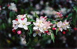 Molten Lava Flowering Crab (Malus 'Molten Lava') at Lakeshore Garden Centres
