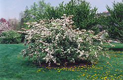 Molten Lava Flowering Crab (Malus 'Molten Lava') at Lakeshore Garden Centres