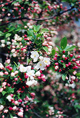 Sargent's Pink Flowering Crab (Malus sargentii 'Rosea') at Lakeshore Garden Centres