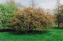 Sargent's Pink Flowering Crab (Malus sargentii 'Rosea') at Lakeshore Garden Centres