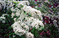 Jewelberry Flowering Crab (Malus 'Jewelberry') at Lakeshore Garden Centres