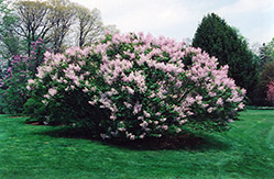 Early Lilac (Syringa oblata 'var. dilatata') at Lakeshore Garden Centres
