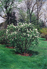 Gertrude Leslie Lilac (Syringa x hyacinthiflora 'Gertrude Leslie') at Lakeshore Garden Centres