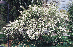 Common Pearlbush (Exochorda racemosa) at Lakeshore Garden Centres