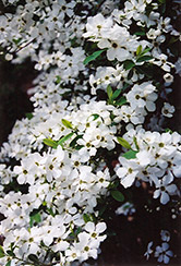 Common Pearlbush (Exochorda racemosa) at Lakeshore Garden Centres