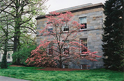 Red Flowering Dogwood (Cornus florida 'var. rubra') at Lakeshore Garden Centres