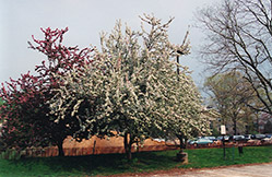 Sentinel Flowering Crab (Malus 'Sentinel') at Lakeshore Garden Centres