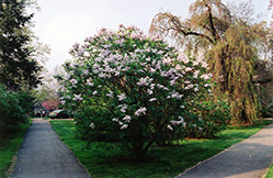 Lucie Baltet Lilac (Syringa vulgaris 'Lucie Baltet') at Lakeshore Garden Centres