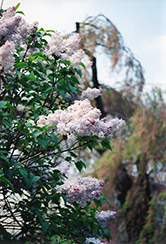 Lucie Baltet Lilac (Syringa vulgaris 'Lucie Baltet') at Lakeshore Garden Centres