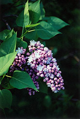 Victor Lemoine Lilac (Syringa vulgaris 'Victor Lemoine') at Lakeshore Garden Centres