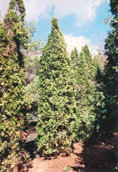 Pyramidal Arborvitae (Thuja occidentalis 'Fastigiata') at A Very Successful Garden Center
