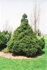 Ohlendorf Spruce (Picea abies 'Ohlendorfii') at Golden Acre Home & Garden