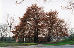Copper Beech (Fagus sylvatica 'Cuprea') at Lakeshore Garden Centres
